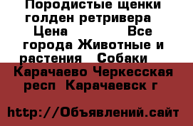 Породистые щенки голден ретривера › Цена ­ 25 000 - Все города Животные и растения » Собаки   . Карачаево-Черкесская респ.,Карачаевск г.